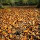Illustration for article titled Shooting Challenge Fall Leaves Gallery 8